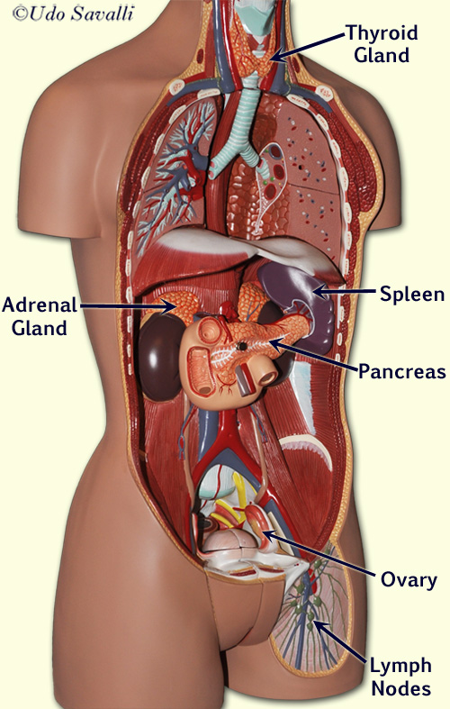 Torso labeled