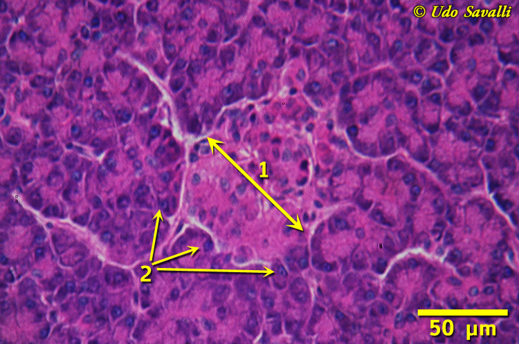 Pancreas Histology