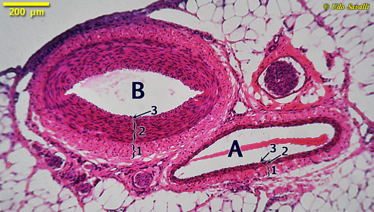 Artery & Vein