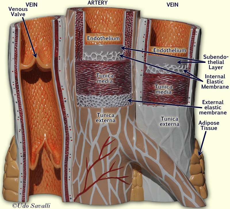 blood vessels model labeled