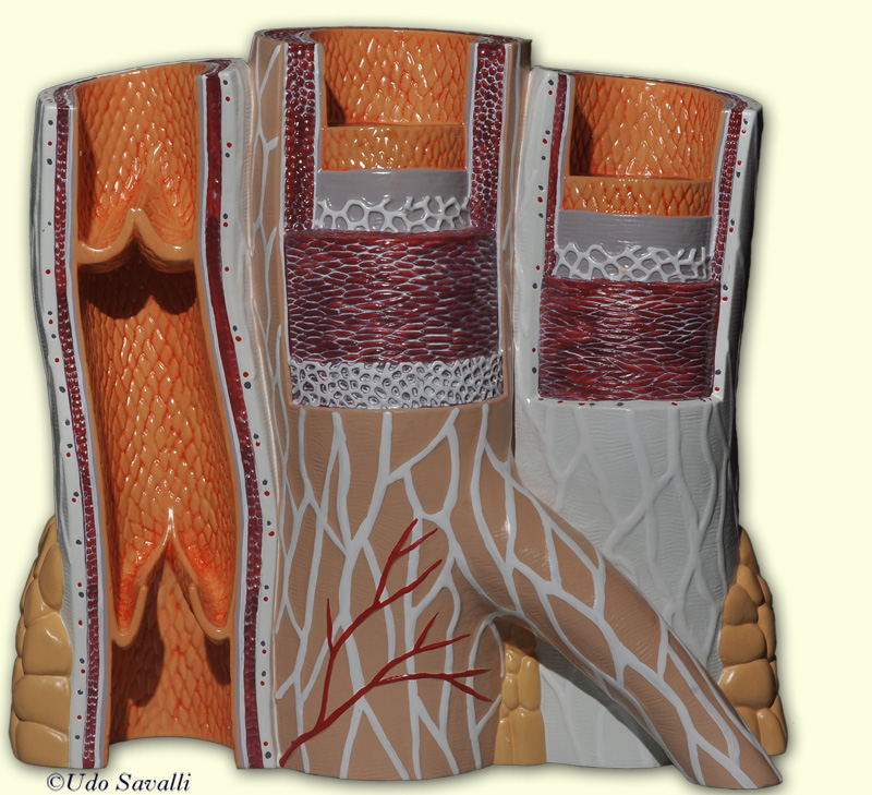 blood vessels model unlabeled