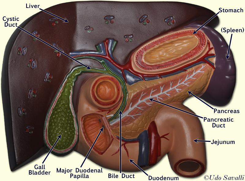 Железы брюшной полости. Поджелудочная железа, печень, желчный пузырь, селезенка. Желчный пузырь и селезенка. Селезенка поджелудочная железа желчный пузырь. Строение печени и поджелудочной железы.