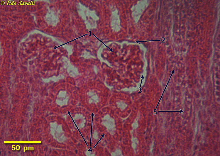 Kidney Glomeruli