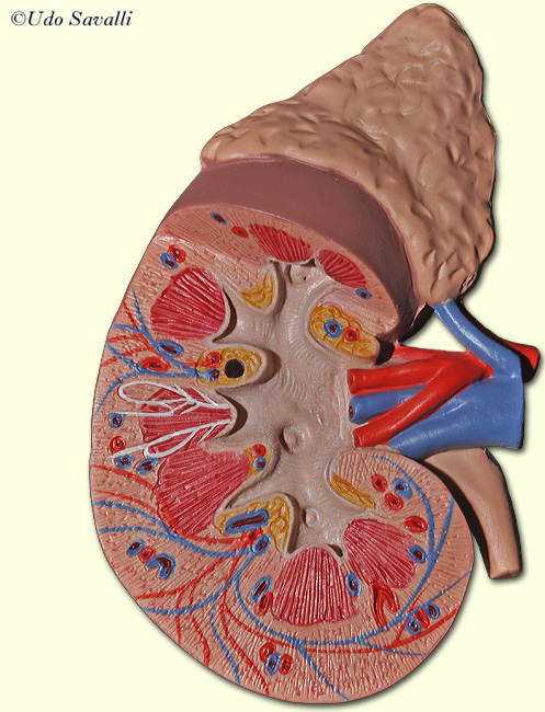 Kidney 1 unlabeled