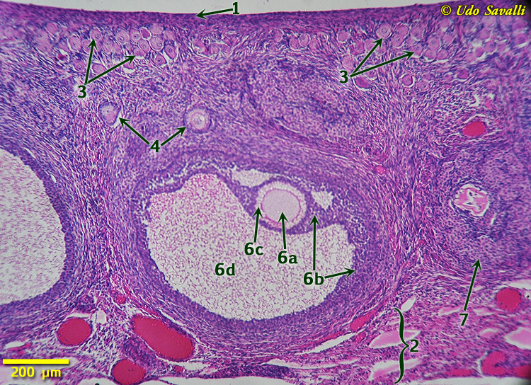 BIO202-Reproductive Histology