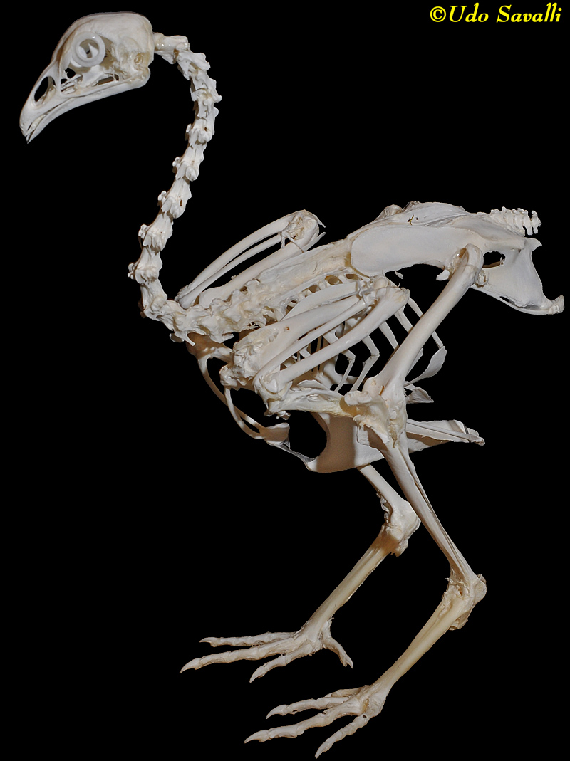 BIO370-Bird Skeleton