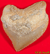 Crow Shark tooth