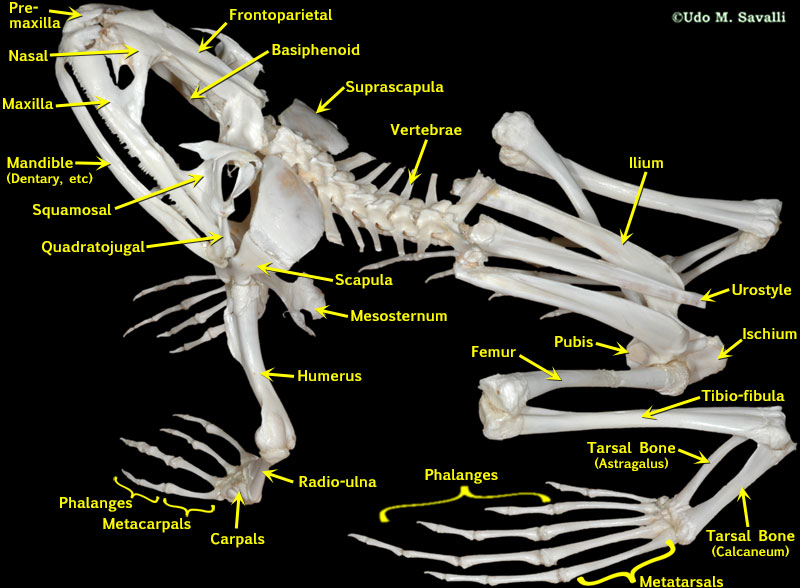 BIO370-Frog Skeleton