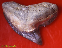 Galeocerdo tooth