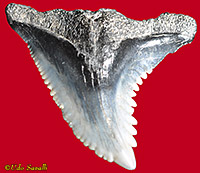 Ptychodus tooth