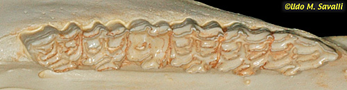 Horse Teeth