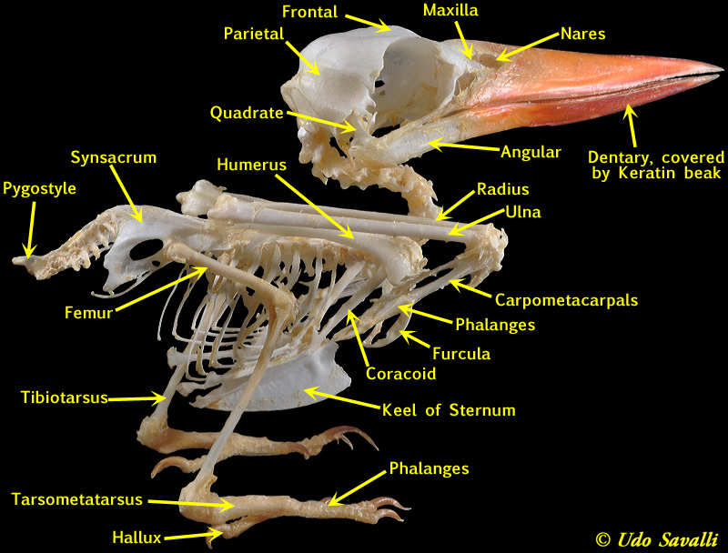 Внутреннее строение кости птицы фото