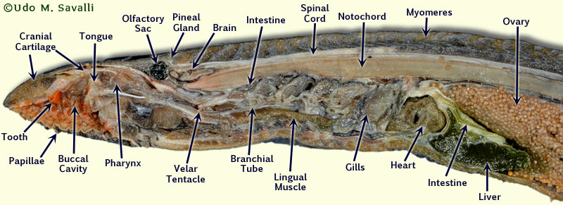 BIO370-Lamprey Anatomy