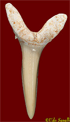 Ptychodus tooth