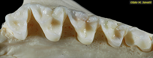 Opossum Teeth