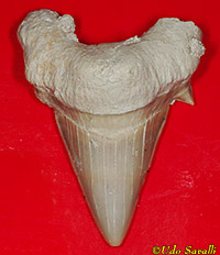 Otodus tooth