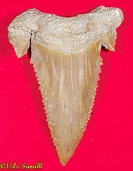 Palaeocarcharodon tooth