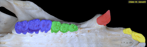 Peccary Teeth Color