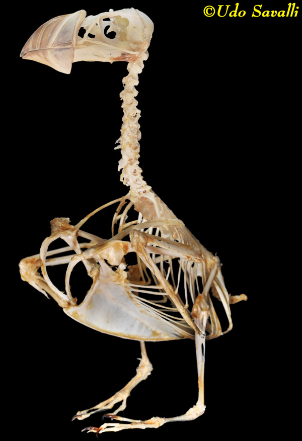 BIO370-Bird Skeleton