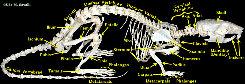 Rat Labelled Diagram