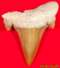 Serratolamna tooth