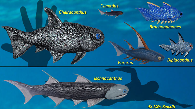 Acanthodian models