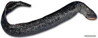 Lamprey specimen