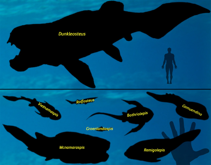 LSC370-Jawless Fishes