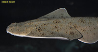 Angel Shark