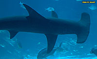 Hammerhead