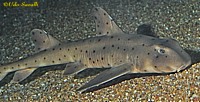 Horn Shark