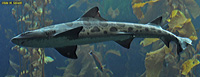 Leopard Shark