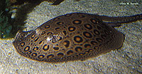 Ocellated Stingray