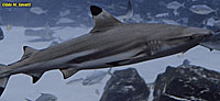 Reef Shark