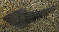 Guitarfish