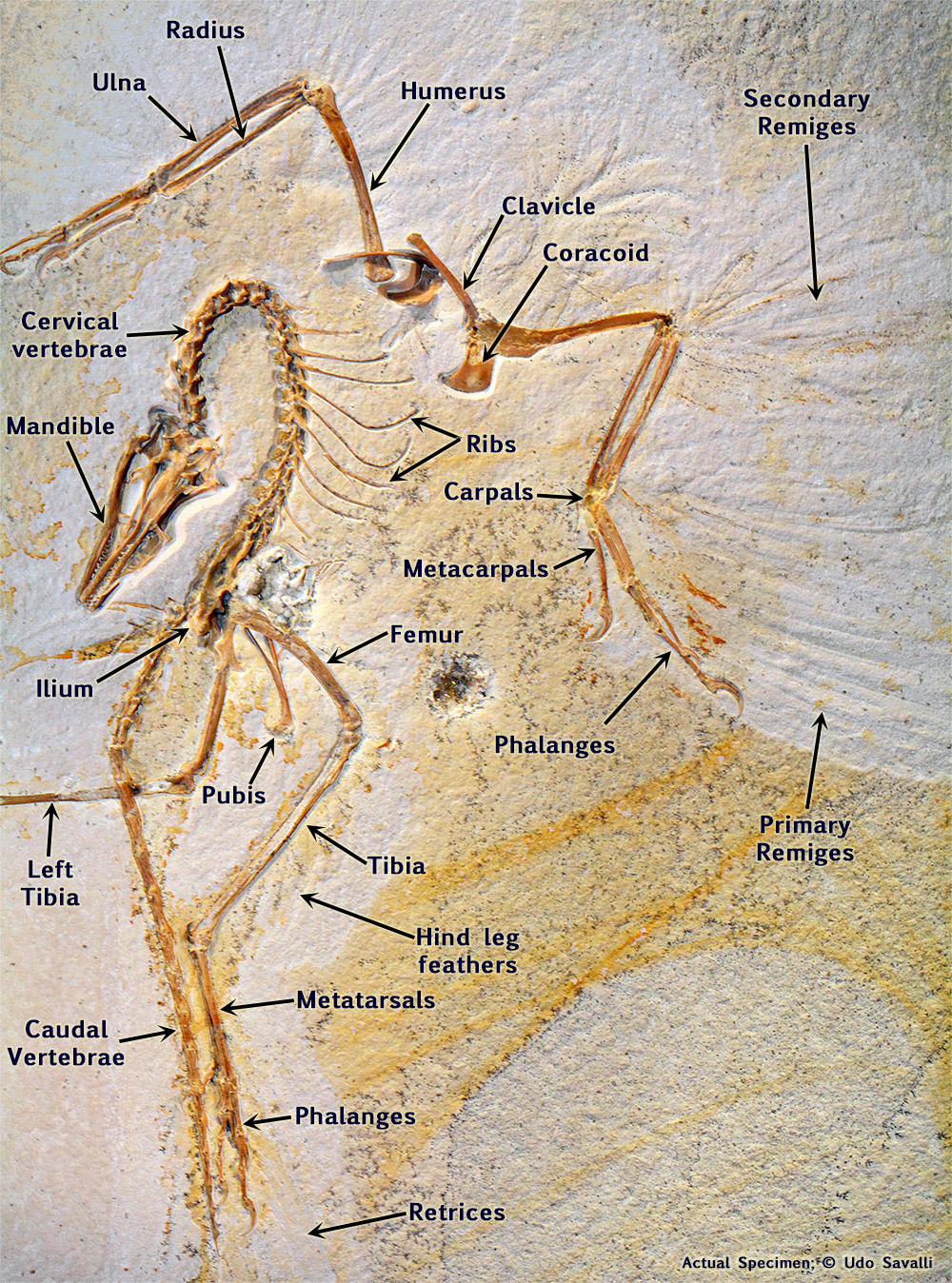 Chicago Archaeopteryx Fossil