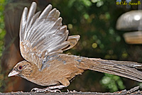 Aberts Towhee