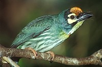 Barbet