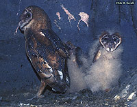 Barn Owls