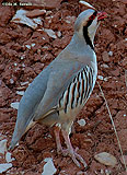 Chukar