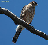 Coopers Hawk