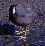 Coot