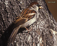 House Sparrow