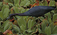 Little Blue Heron