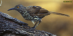 Long-billed Thrasher