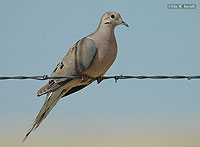 Mourning Dove