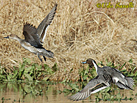 N Pintails