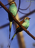 Racket-tailed Roller