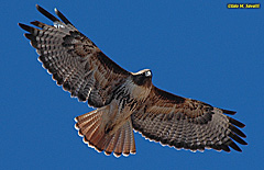 Red-tailed Hawk