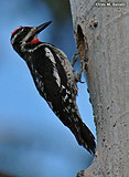 Sapsucker